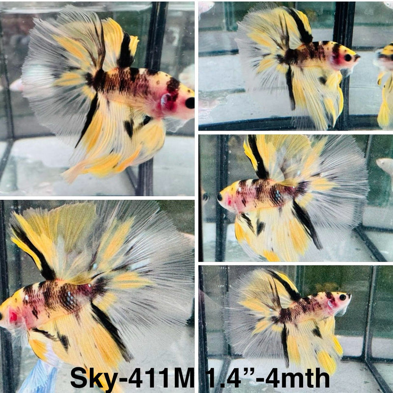 Live Male Betta Tiger Yellow Koi Halfmoon (Sky-411)S104 High quality what you see what you get!!