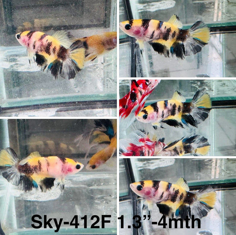 Live Female Betta Tiger Yellow Koi Halfmoon (Sky-412)S106 High quality what you see what you get!!