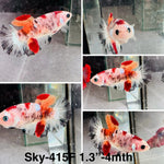 Live Female Betta Classic Koi Halfmoon (Sky-415)High quality what you see what you get!!