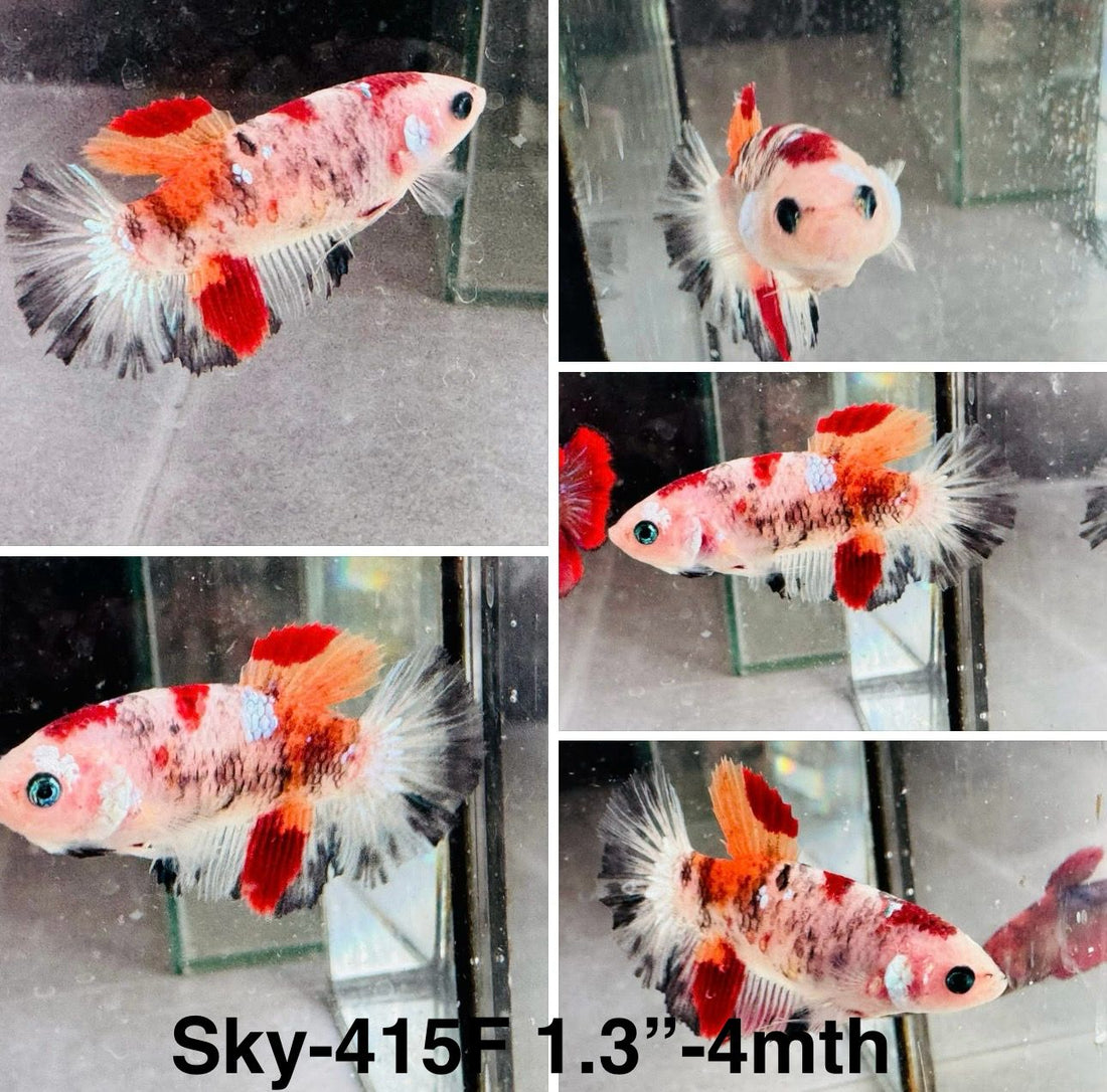 Live Female Betta Classic Koi Halfmoon (Sky-415)High quality what you see what you get!!