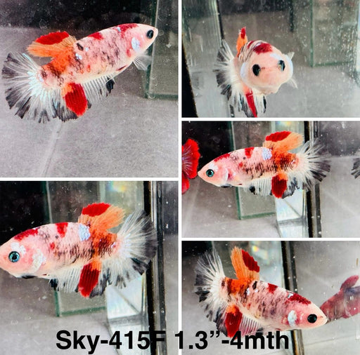 Live Female Betta Blue Yellow Galaxy Koi Halfmoon (Sky-416)High quality what you see what you get!!