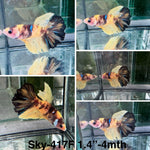Live Female Betta Tiger Yellow Koi Halfmoon (Sky-417)High quality what you see what you get!!