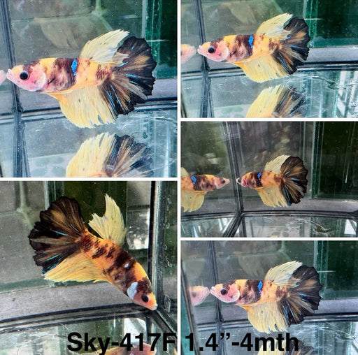 Live Female Betta Blue Yellow Galaxy Koi Halfmoon (Sky-416)High quality what you see what you get!!