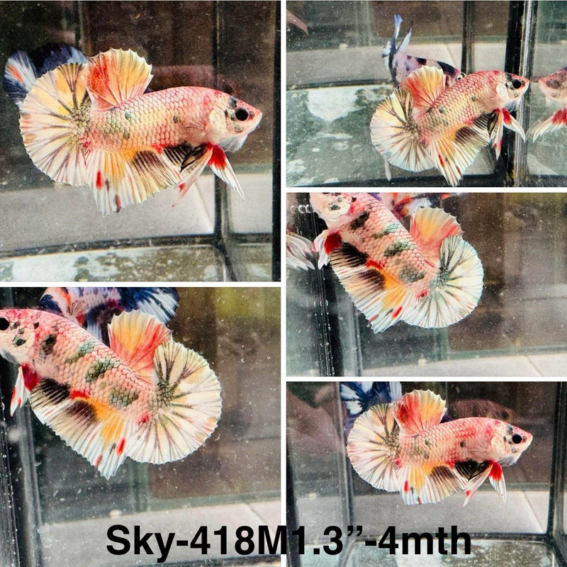 Live Male Betta Copper Candy Metallic colors Plakat (Sky-418)S014 High quality what you see what you get!!