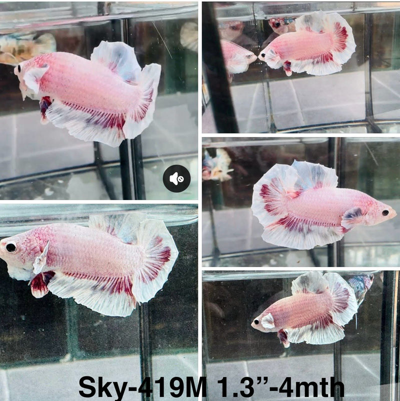Live Male Betta Purple pink Fancy sweet colors Plakat (Sky-419)S016 High quality what you see what you get!!