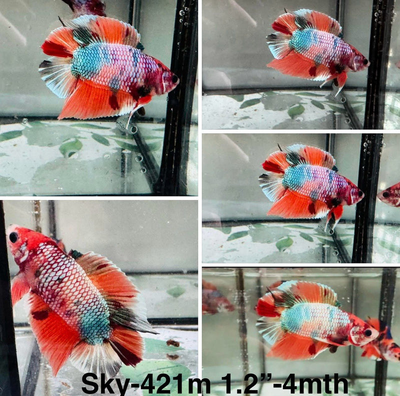 Live Male Betta Candy Nemo Doubletail Plakat (Sky-421)S018 High quality what you see what you get!!