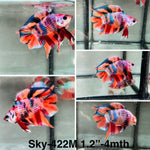 Live Male Betta Candy Nemo Doubletail Plakat (Sky-422)High quality what you see what you get!!