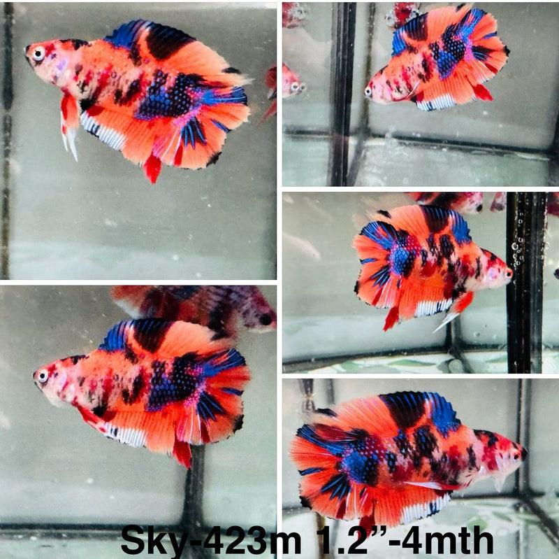 Live Male Betta Candy Nemo Doubletail Plakat (Sky-423)S019 High quality what you see what you get!!