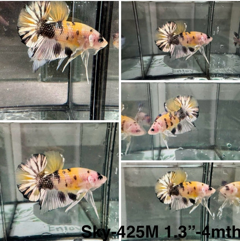 Live Male Betta Tiger Yellow Metallic Koi Plakat (Sky-425)S021 High quality what you see what you get!!