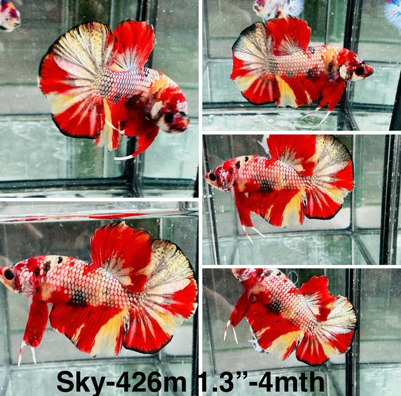 Live Male Betta Red Metallic Koi bigtail Plakat (Sky-426)S085 High quality what you see what you get!!