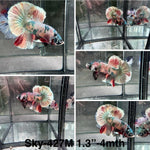 Live Male Betta Fancy Copper marble Plakat (Sky-427)High quality what you see what you get!!