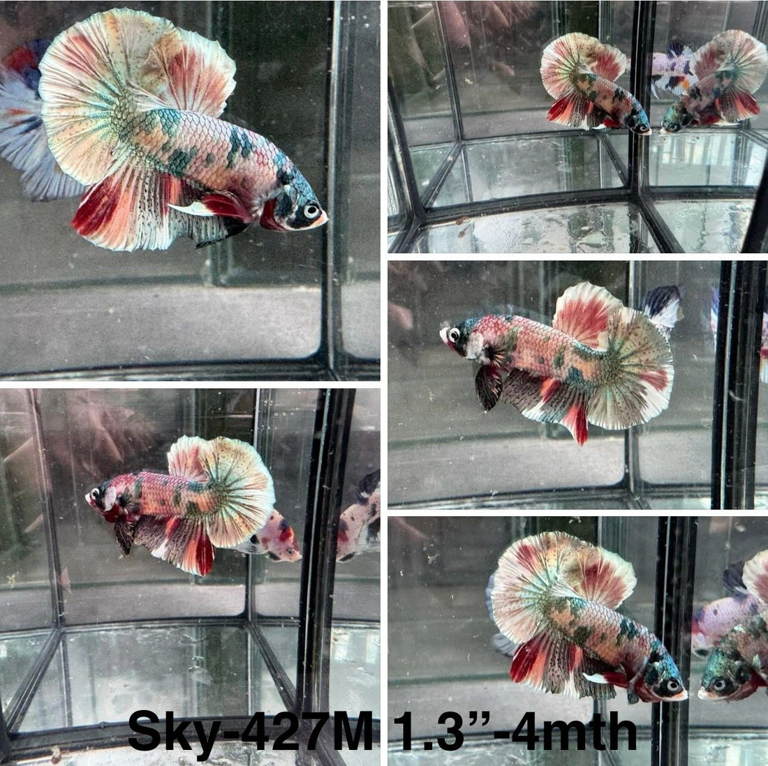 Live Male Betta Fancy Copper marble Plakat (Sky-427)High quality what you see what you get!!