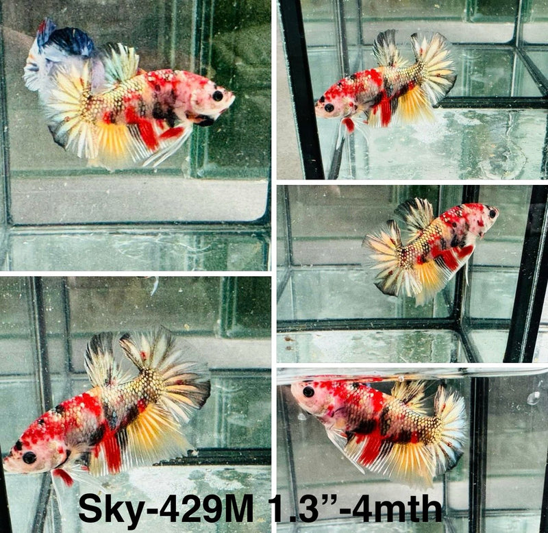 Live Male Betta Copper Koi metallic Plakat (Sky-429)S087 High quality what you see what you get!!