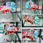 Live Male Betta Candy metallic mixed colors Plakat (Sky-430)High quality what you see what you get!!