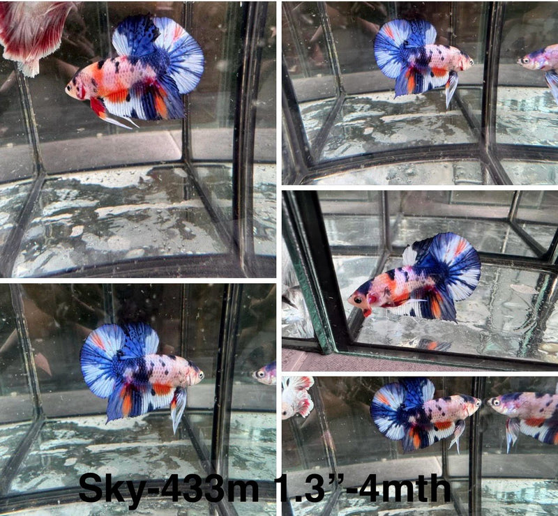 Live Male Betta Fancy marble Plakat (Sky-433)S092 High quality what you see what you get!!