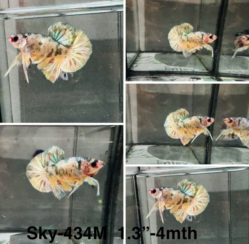 Live Male Betta Copper Yellow Metallic Plakat (Sky-434)S094 High quality what you see what you get!!
