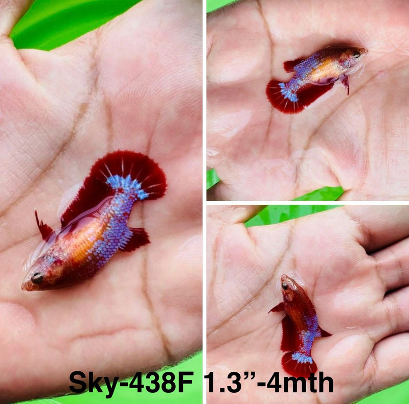 Live Female Betta Fancy Red Helboy Plakat (Sky-438)S161 High quality What you see What you get!!