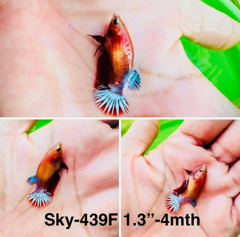 Live Female Betta Fancy Red Helboy startail Plakat (Sky-439)S162 High quality What you see What you get!!