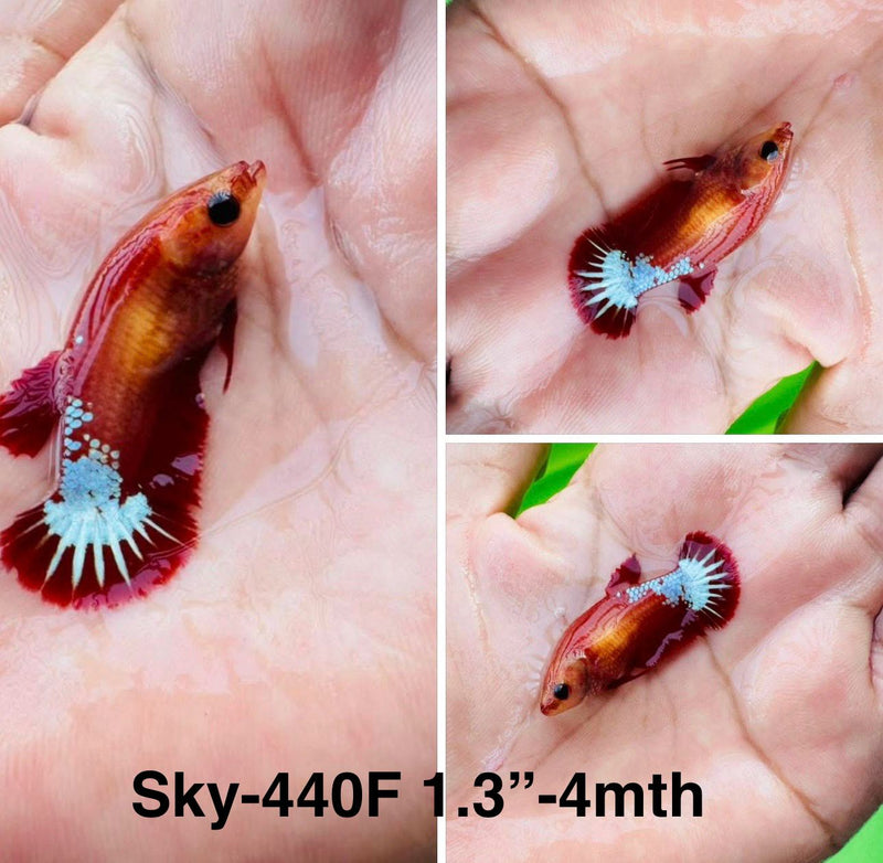 Live Female Betta Fancy Red Helboy startail Plakat (Sky-440)S166 High quality What you see What you get!!