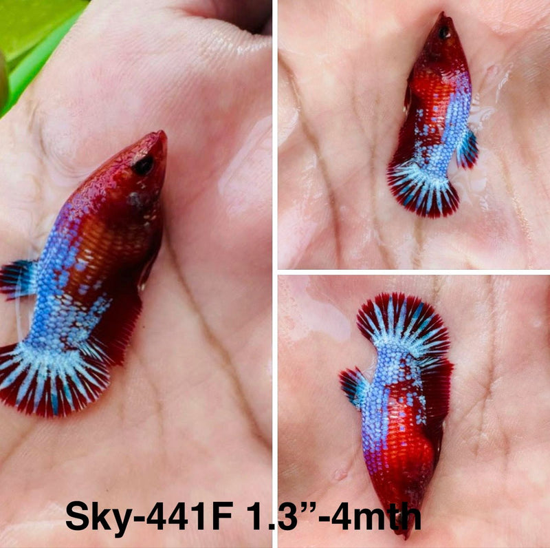 Live Female Betta Fancy Red Helboy startail Plakat (Sky-441)S163 High quality What you see What you get!!