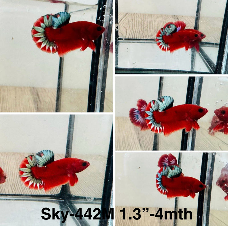 Live Male Betta Red Hellboy startail Plakat (Sky-442) S271 High quality What you see What you get!!