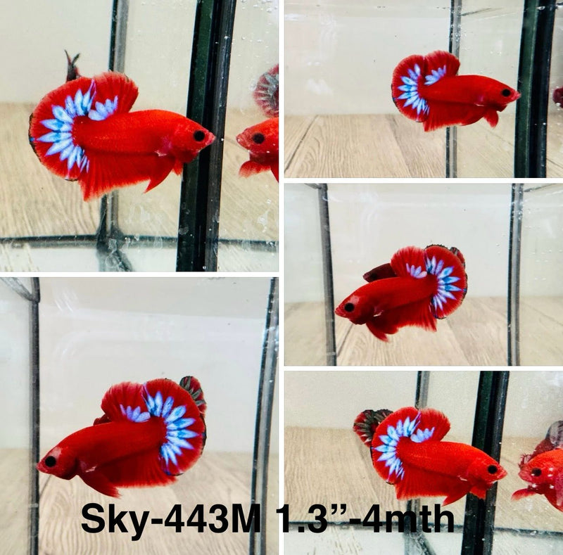 Live Male Betta Red Hellboy startail Plakat (Sky-443) S338 High quality What you see What you get!!