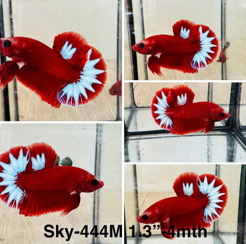 Live Male Betta Red Hellboy startail Plakat (Sky-444) S340 High quality What you see What you get!!