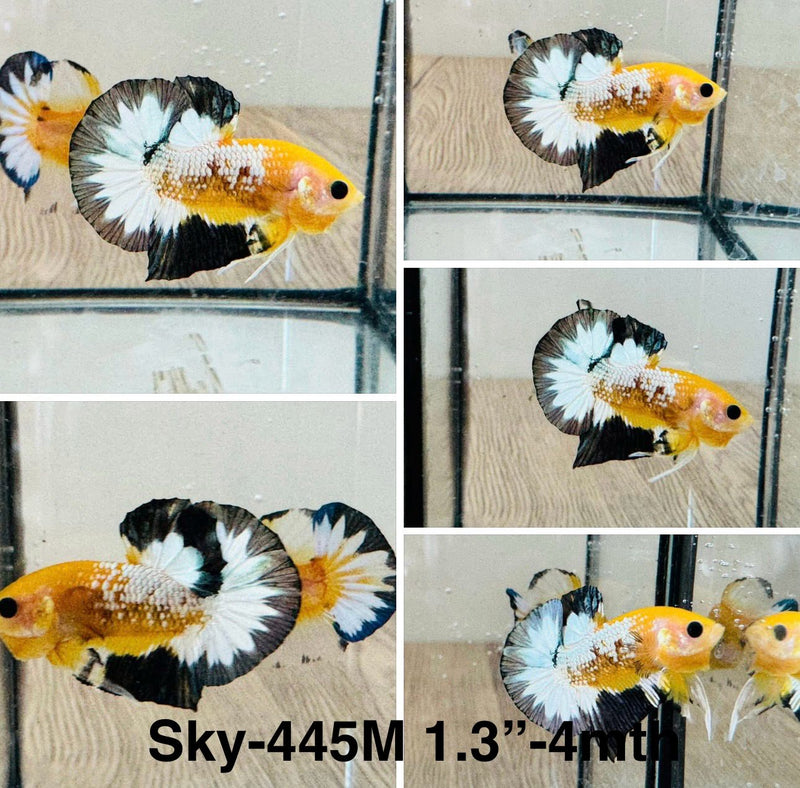 Live Male Betta Fancy Yellow startail Plakat (Sky-445) S267 High quality What you see What you get!!