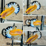 Live Male Betta Fancy Yellow startail Plakat (Sky-446) High quality What you see What you get!!