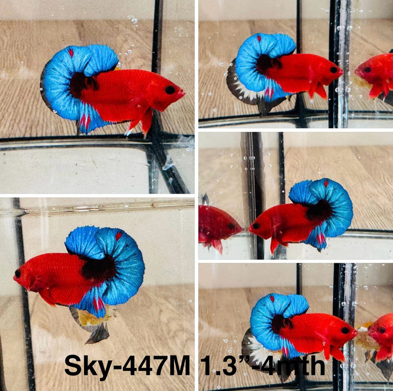 Live Male Betta Red Hellboy startail Plakat (Sky-447) S268 High quality What you see What you get!!