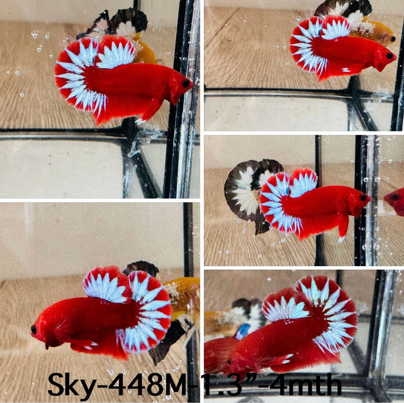 Live Male Betta Red Hellboy startail Plakat (Sky-448)High quality What you see What you get!!