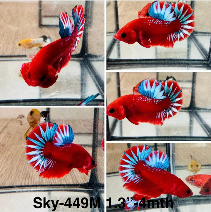 Live Male Betta Red Hellboy startail Plakat (Sky-449) S269 High quality What you see What you get!!