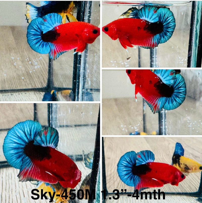 Live Male Betta Red Hellboy startail Plakat (Sky-450) S122 High quality What you see What you get!!