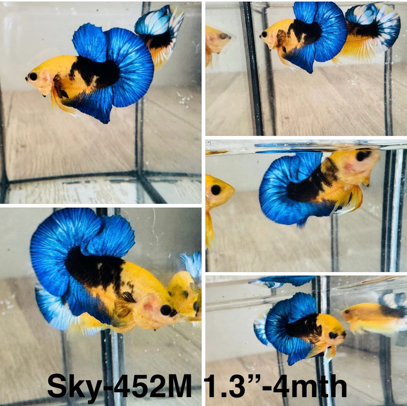 Live Male Betta Fancy Yellow Plakat (Sky-452) S247 High quality What you see What you get!!
