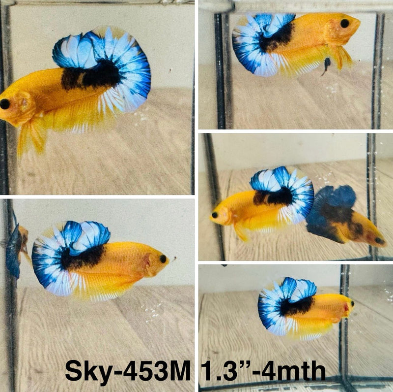 Live Male Betta Fancy Yellow Hellboy Plakat (Sky-453) S130 High quality What you see What you get!!