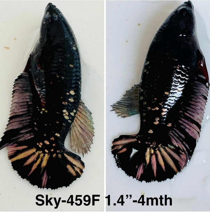 Live Female Betta Black copper Galaxy Plakat (Sky-459) S259 High quality What you see What you get!!