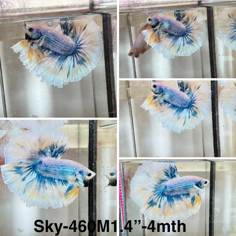 Live Male Betta Fancy Grizzle  Halfmoon (Sky-460) S183 High quality What you see What you get!!