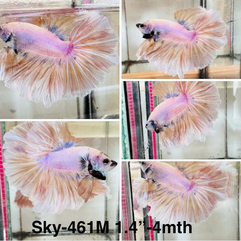 Live Male Betta Fancy Grizzle  Halfmoon (Sky-461) S107 High quality What you see What you get!!