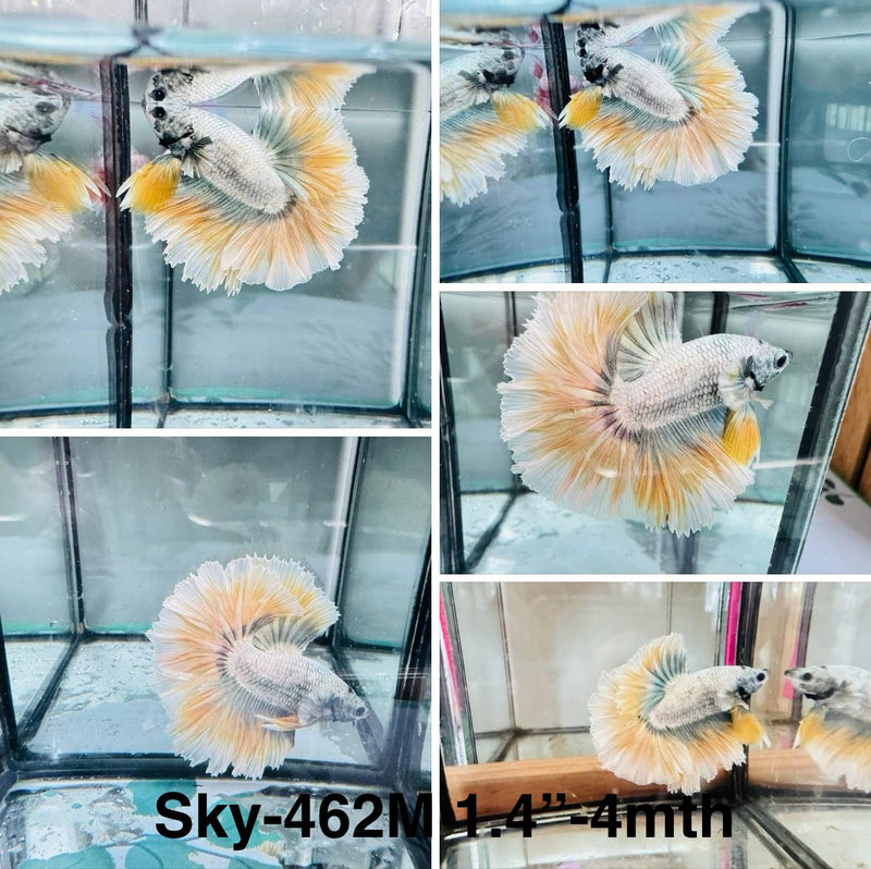 Live Male Betta Fancy Copper yellow Grizzle Halfmoon (Sky-462) S175 High quality What you see What you get!!