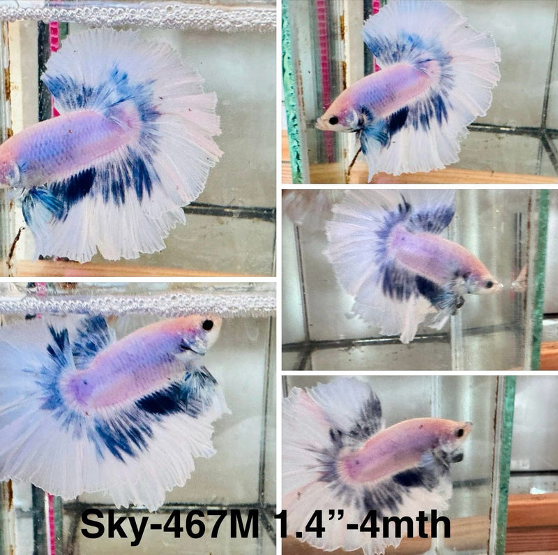 Live Male Betta Fancy blue Grizzle Halfmoon (Sky-467) S325 High quality What you see What you get!!