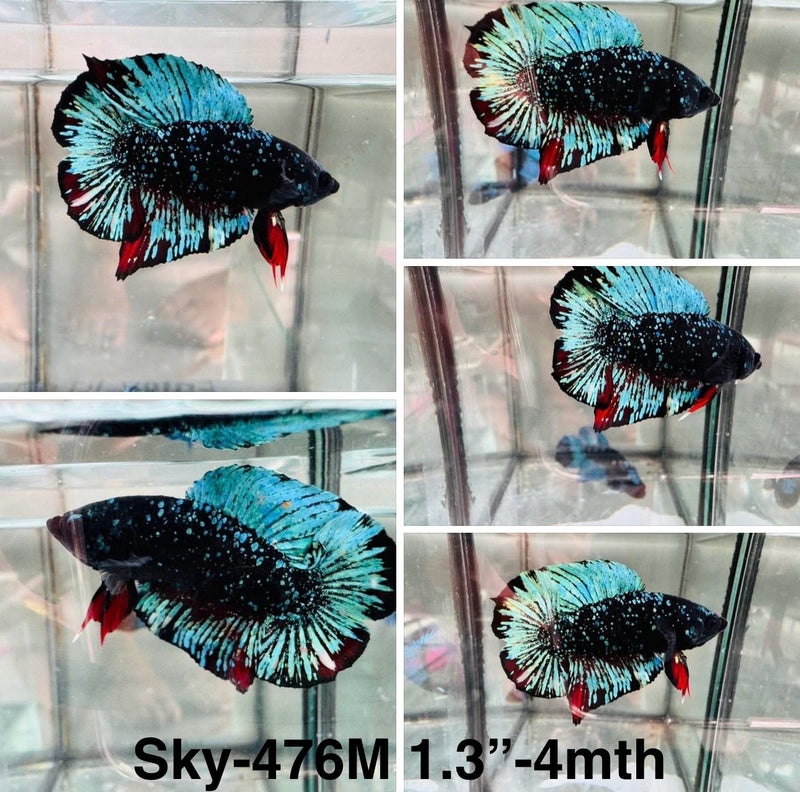 Live Male Betta Black Galaxy stardust Doubletail Plakat (Sky-476) S251 High quality What you see What you get!!