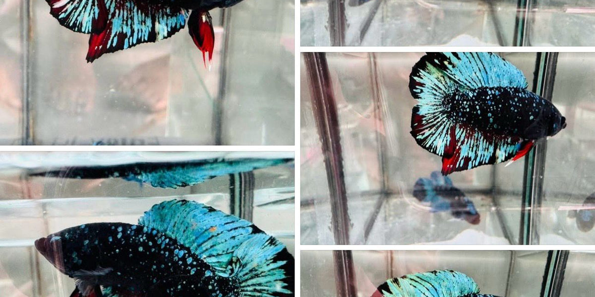 Live Male Betta Black Galaxy stardust Doubletail Plakat (Sky-476