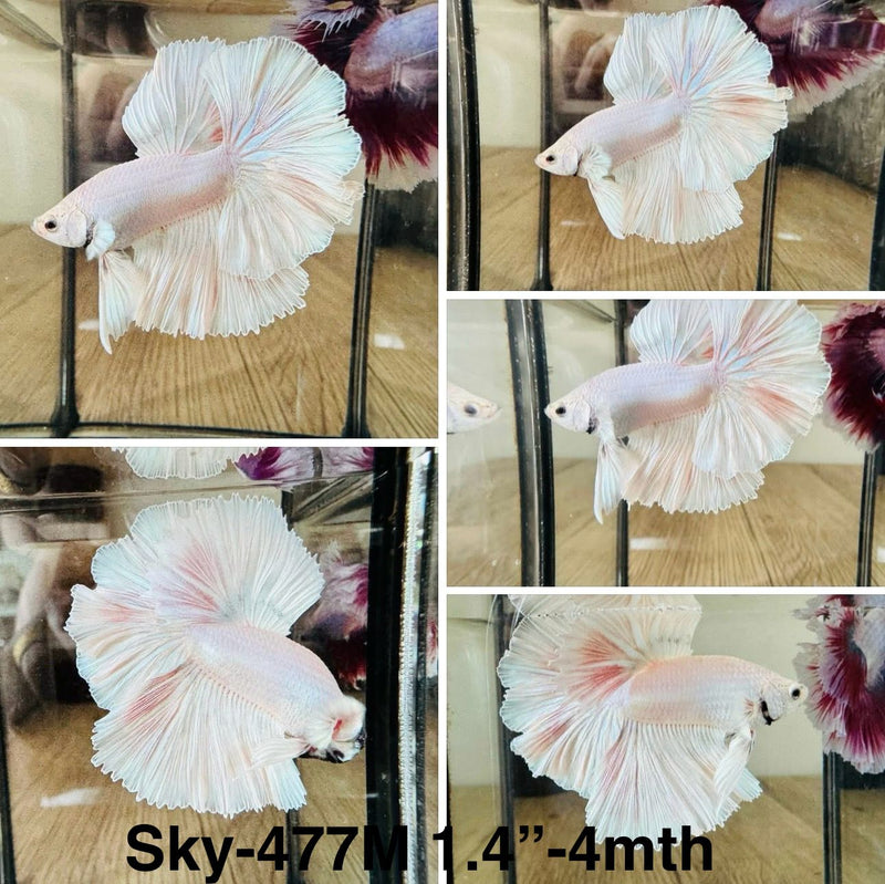 Live Male Betta Platinum White Pastel colors Halfmoon (Sky-477)S119 High quality what you see what you get!!