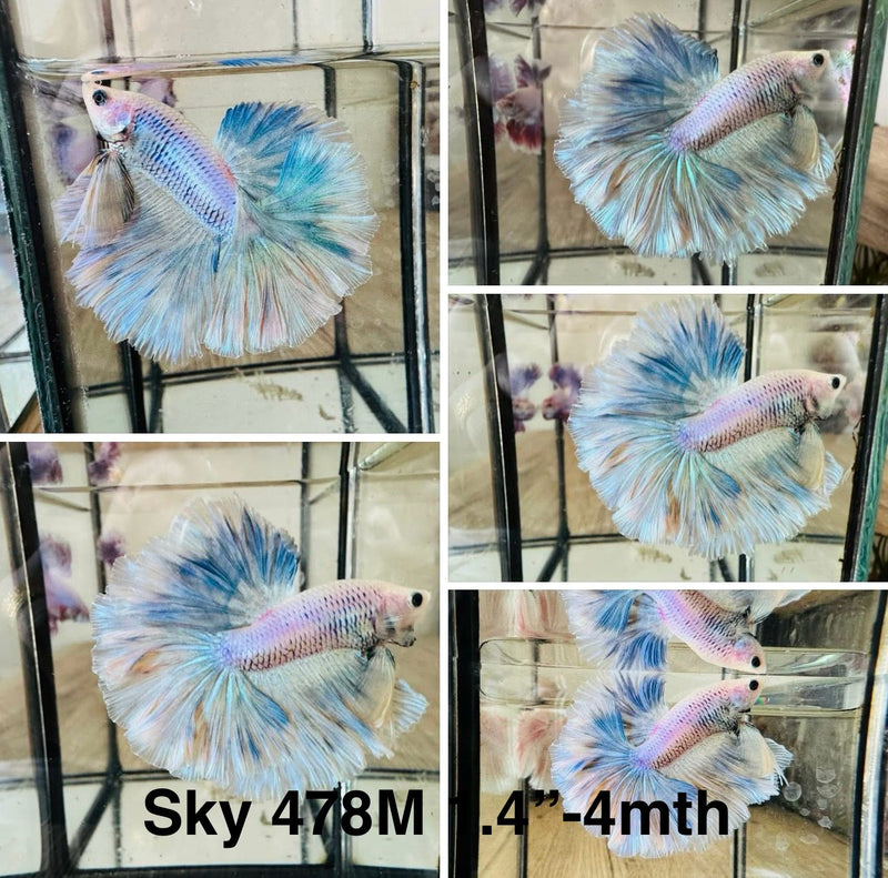 Live Male Betta Blue Grizzle Pastel colors Halfmoon (Sky-478)S118 High quality what you see what you get!!