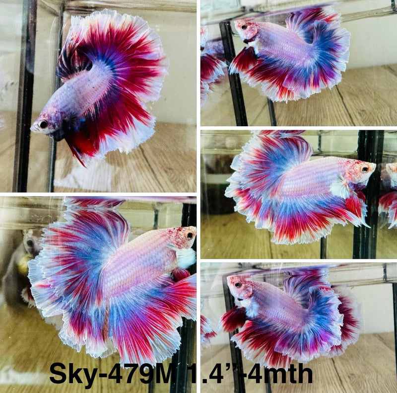 Live Male Betta Purple Salamander Halfmoon Rosetail (Sky-479)S117 High quality what you see what you get!!