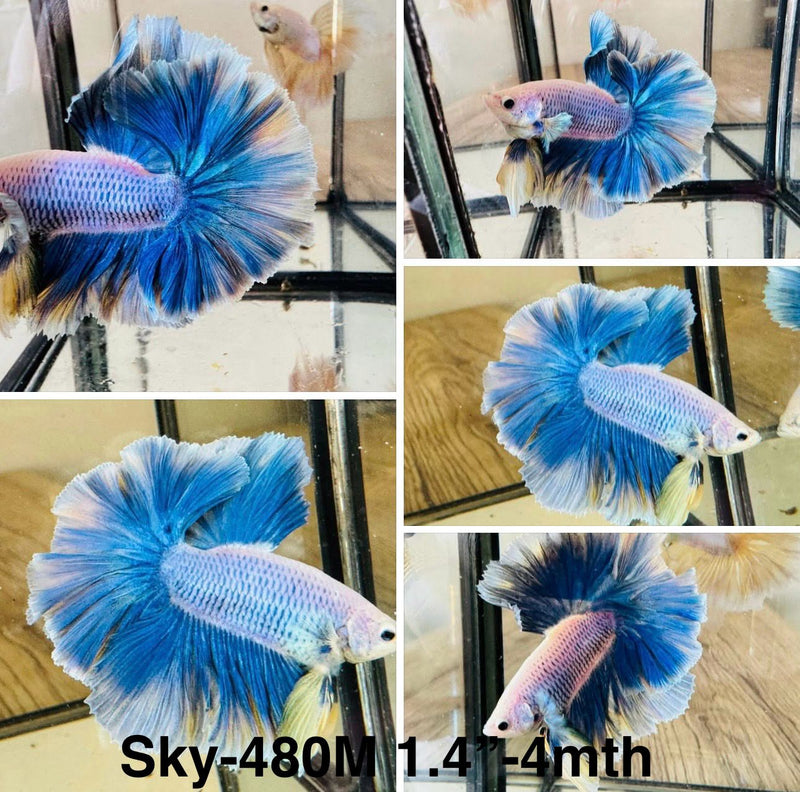 Live Male Betta Blue Grizzle Halfmoon (Sky-480)S116 High quality what you see what you get!!