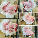 Live Male Betta Fancy Pink Sweet Pastel colors Halfmoon (Sky-481)High quality what you see what you get!!