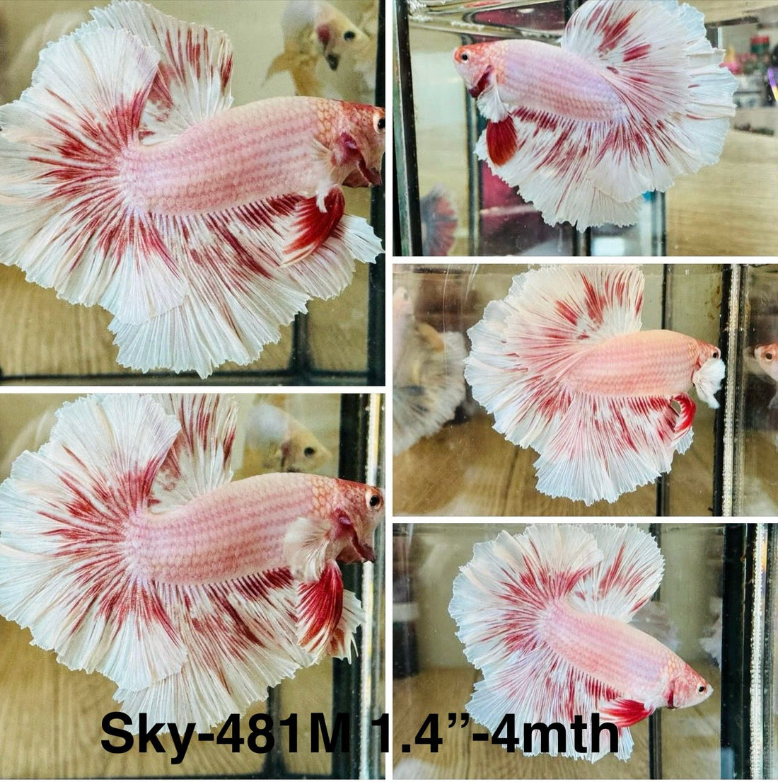 Live Male Betta Fancy Pink Sweet Pastel colors Halfmoon (Sky-481)High quality what you see what you get!!