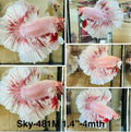 Live Male Betta Fancy Pink Sweet Pastel colors Halfmoon (Sky-481)High quality what you see what you get!!