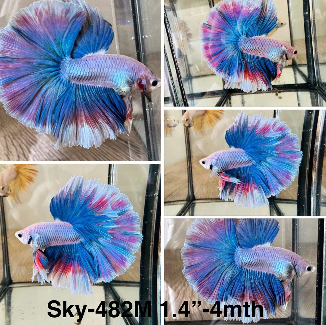Live Male Betta Fancy Grizzle Pastel colors Halfmoon (Sky-482)High quality what you see what you get!!